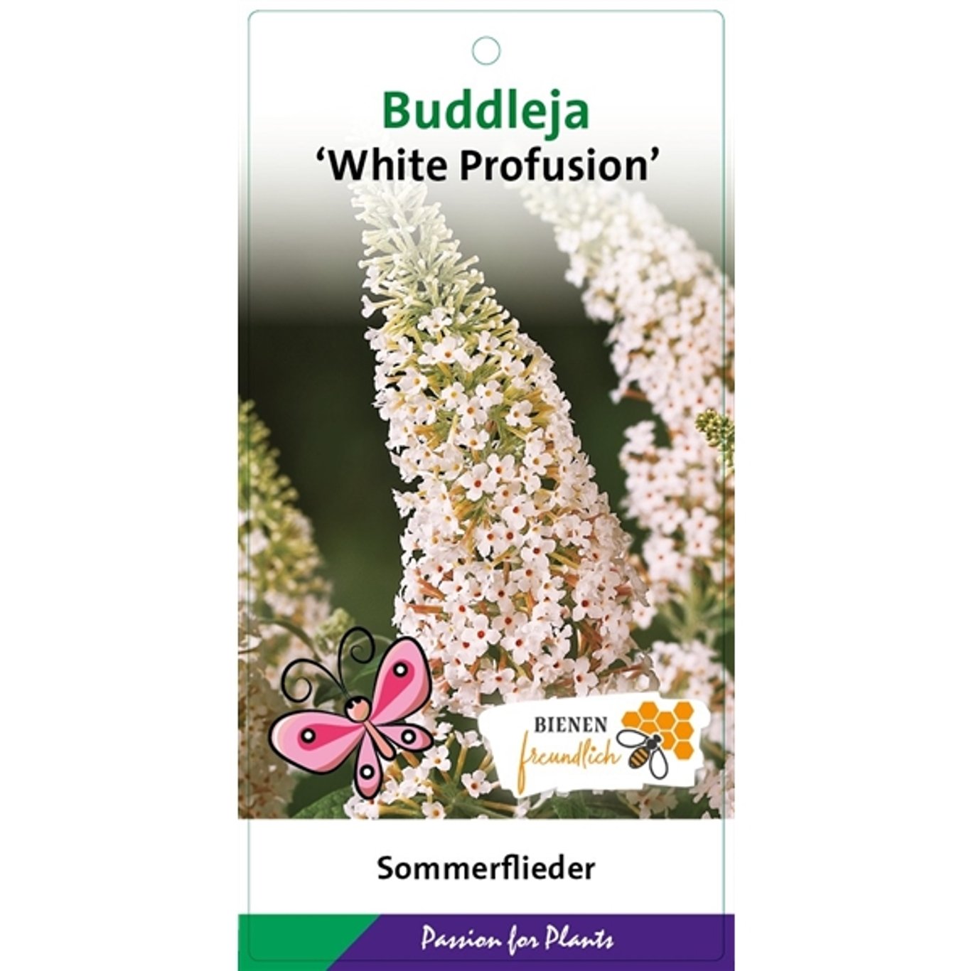 Buddleja d. 'White Profusion' - C3